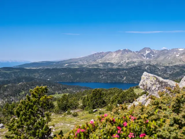 Vue panoramique sur le lac des Bouillouses entouré de pins et de montagnes dans les Pyrénées-Orientales, avec quelques fleurs roses au premier plan.
