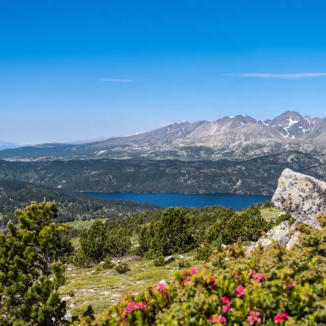 Vue panoramique sur le lac des Bouillouses entouré de pins et de montagnes dans les Pyrénées-Orientales, avec quelques fleurs roses au premier plan.