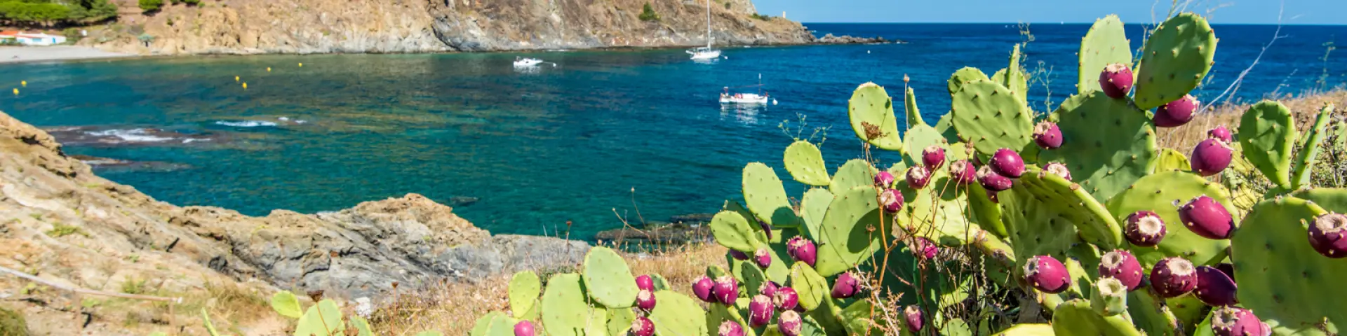 Vue sur une crique méditerranéenne aux eaux turquoise bordée de collines rocailleuses, avec des figuiers de Barbarie en fleurs au premier plan.