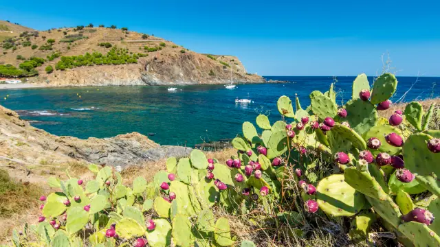 Vue sur une crique méditerranéenne aux eaux turquoise bordée de collines rocailleuses, avec des figuiers de Barbarie en fleurs au premier plan.