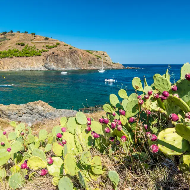 Vue sur une crique méditerranéenne aux eaux turquoise bordée de collines rocailleuses, avec des figuiers de Barbarie en fleurs au premier plan.