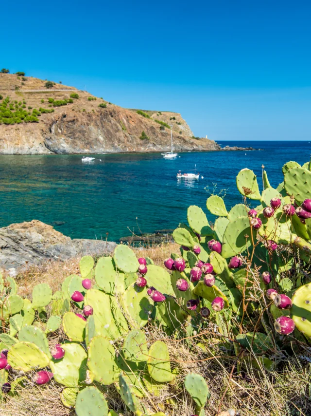 Vue sur une crique méditerranéenne aux eaux turquoise bordée de collines rocailleuses, avec des figuiers de Barbarie en fleurs au premier plan.
