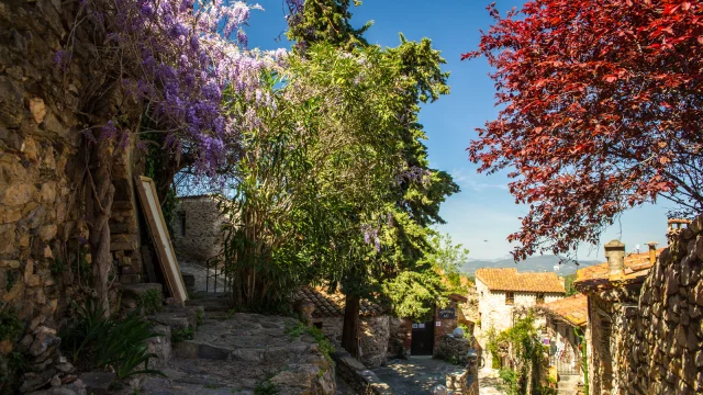 Castelnou. Ruelle pavée bordée de murs en pierre et d’arbres fleuris, dont une glycine mauve et un érable rouge, sous un ciel bleu éclatant.
