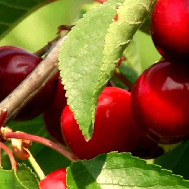 Gros plan sur des cerises rouges mûres accrochées à une branche, parmi les feuilles vertes d’un cerisier.