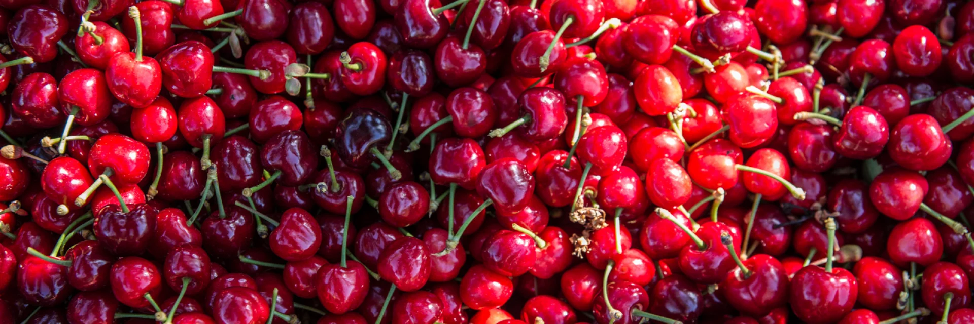Gros plan sur des cerises rouges de Céret fraîchement récoltées, brillantes et encore munies de leurs tiges.