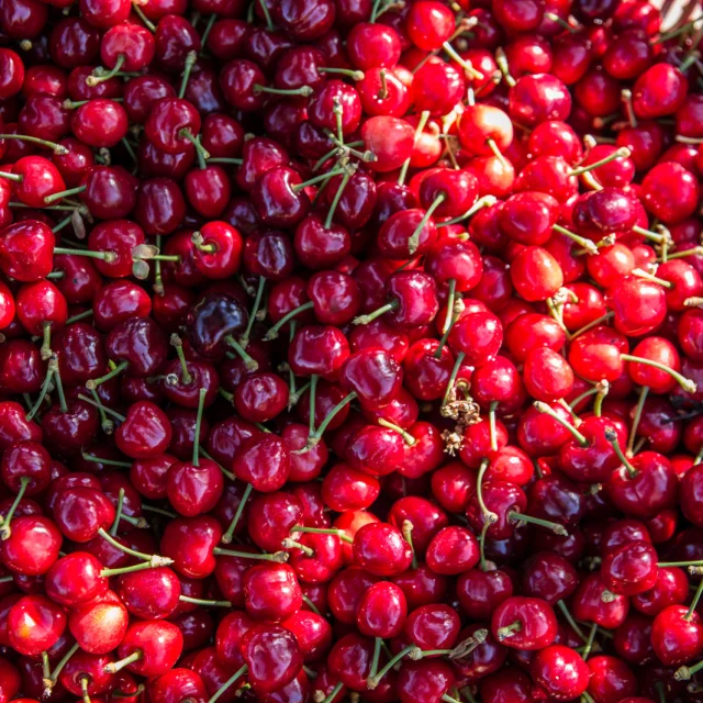 Gros plan sur des cerises rouges de Céret fraîchement récoltées, brillantes et encore munies de leurs tiges.