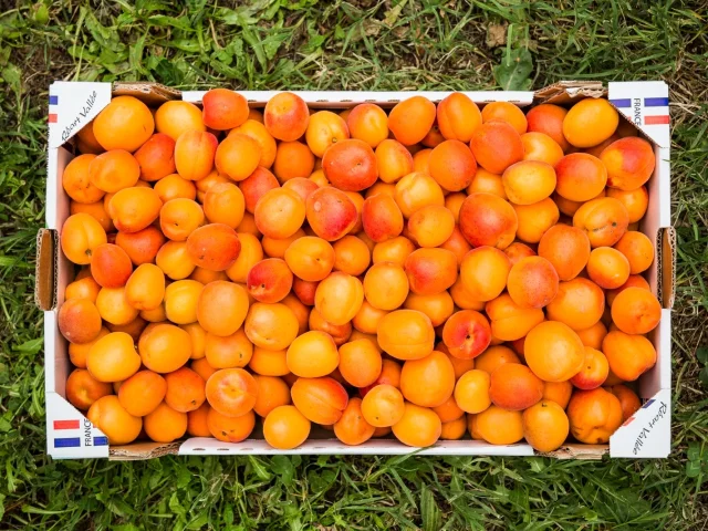Cagette d’abricots mûrs et colorés posée sur l’herbe, symbole des vergers du Roussillon.