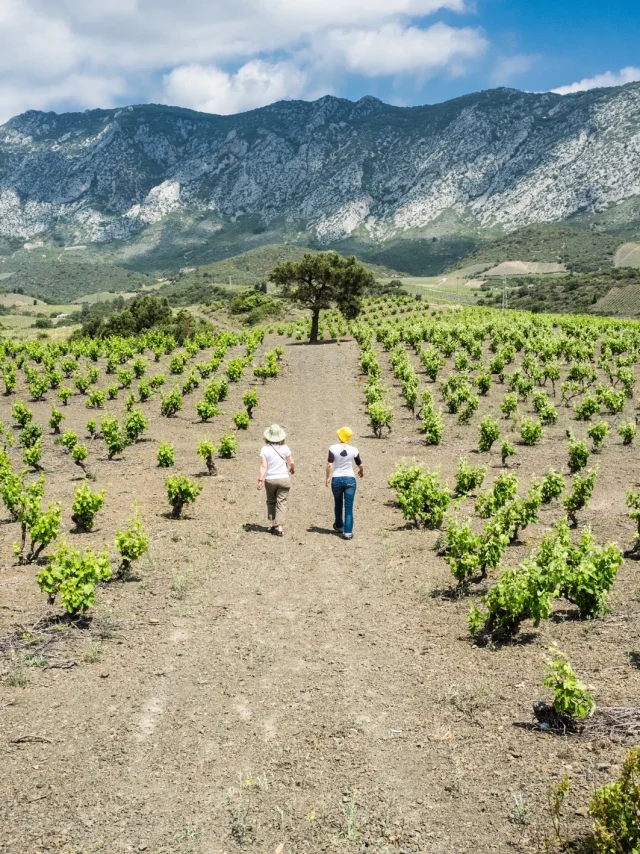 Deux personnes marchant entre les rangs d’un vignoble au pied des montagnes, sous un ciel partiellement nuageux.