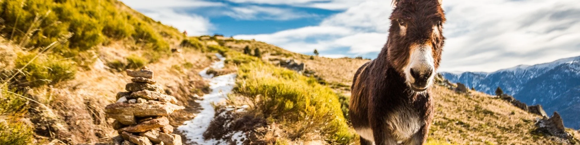 Âne marchant sur un sentier de montagne enneigé, bordé de broussailles et surplombant les reliefs des Pyrénées sous un ciel partiellement nuageux.