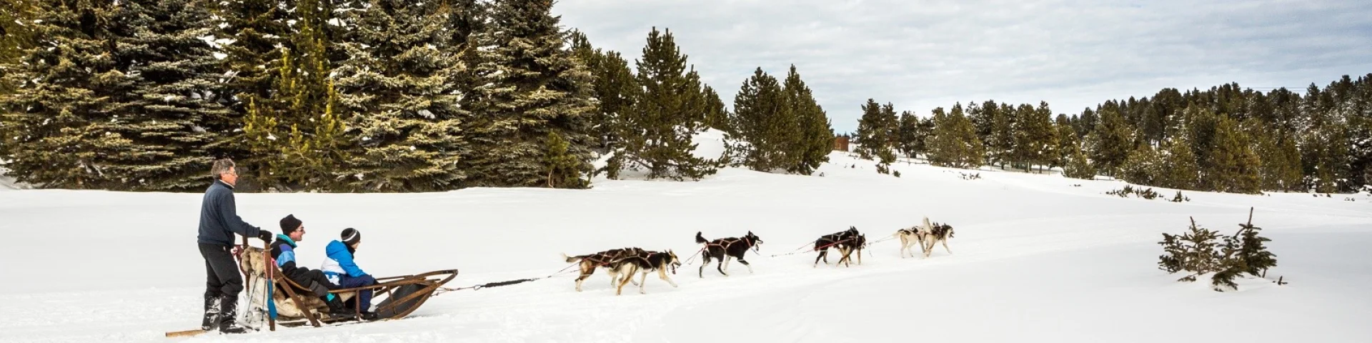Attelage de chiens de traîneau en action à Font-Romeu, conduit par un musher sur la neige, au pied de la station des Airelles dans les Pyrénées Catalanes.