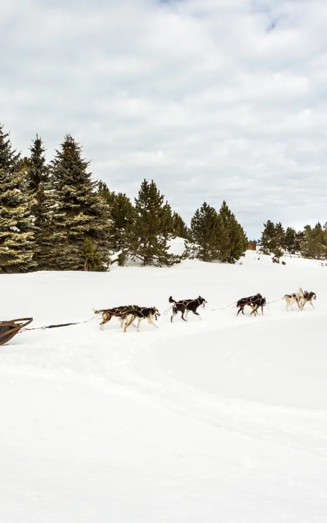 Attelage de chiens de traîneau en action à Font-Romeu, conduit par un musher sur la neige, au pied de la station des Airelles dans les Pyrénées Catalanes.