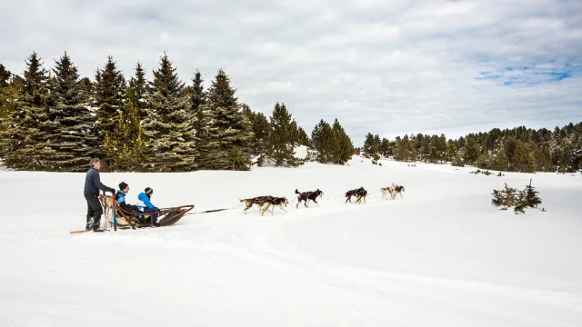 Attelage de chiens de traîneau en action à Font-Romeu, conduit par un musher sur la neige, au pied de la station des Airelles dans les Pyrénées Catalanes.