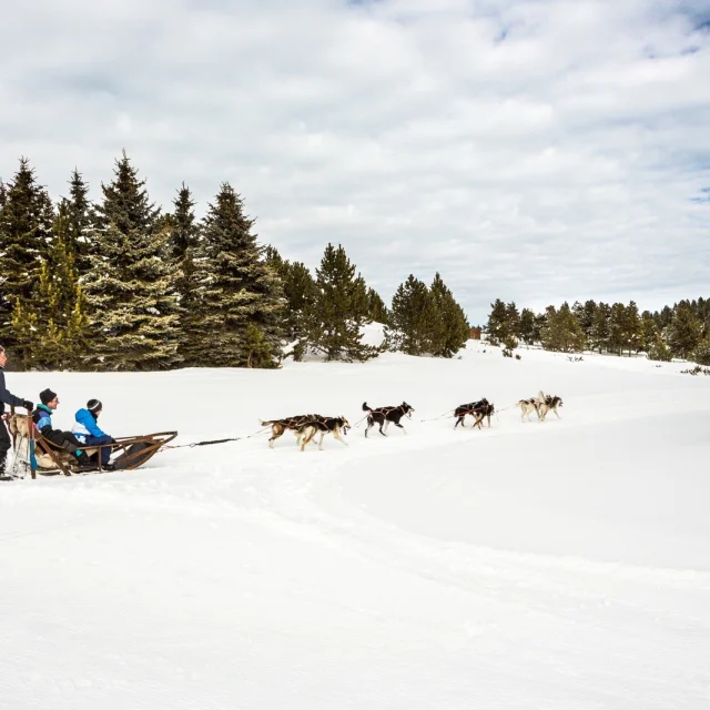 Attelage de chiens de traîneau en action à Font-Romeu, conduit par un musher sur la neige, au pied de la station des Airelles dans les Pyrénées Catalanes.