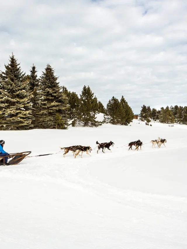 Attelage de chiens de traîneau en action à Font-Romeu, conduit par un musher sur la neige, au pied de la station des Airelles dans les Pyrénées Catalanes.