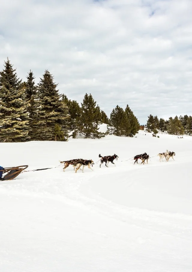 Attelage de chiens de traîneau en action à Font-Romeu, conduit par un musher sur la neige, au pied de la station des Airelles dans les Pyrénées Catalanes.