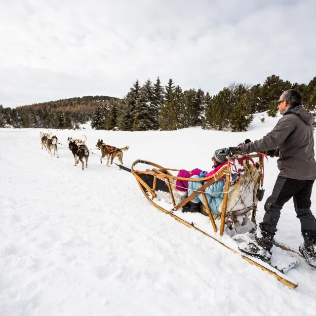Balade en Chiens de Traineaux, à Font-Romeu, au pied de la station de ski des Airelles. Stade en forêt avec deux attelages et deux mushers.