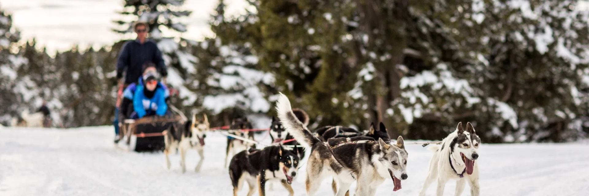 Attelage de chiens de traîneau avançant sur la neige dans une forêt enneigée des Pyrénées catalanes.