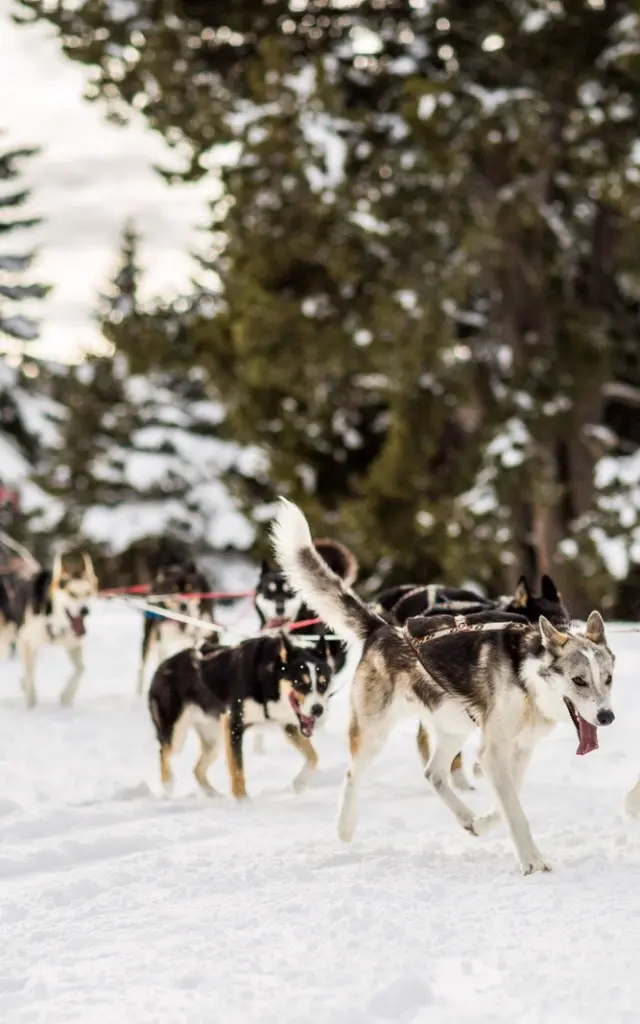 Attelage de chiens de traîneau avançant sur la neige dans une forêt enneigée des Pyrénées catalanes.