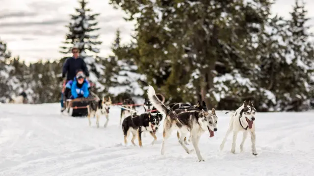 Attelage de chiens de traîneau avançant sur la neige dans une forêt enneigée des Pyrénées catalanes.