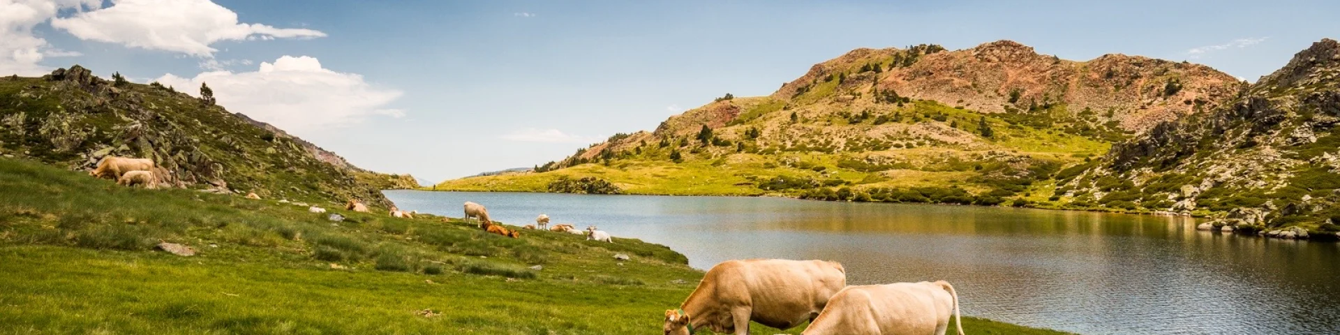 Vaches paissant au bord d’un lac de montagne dans les Pyrénées-Orientales, entouré de collines verdoyantes sous un ciel bleu.