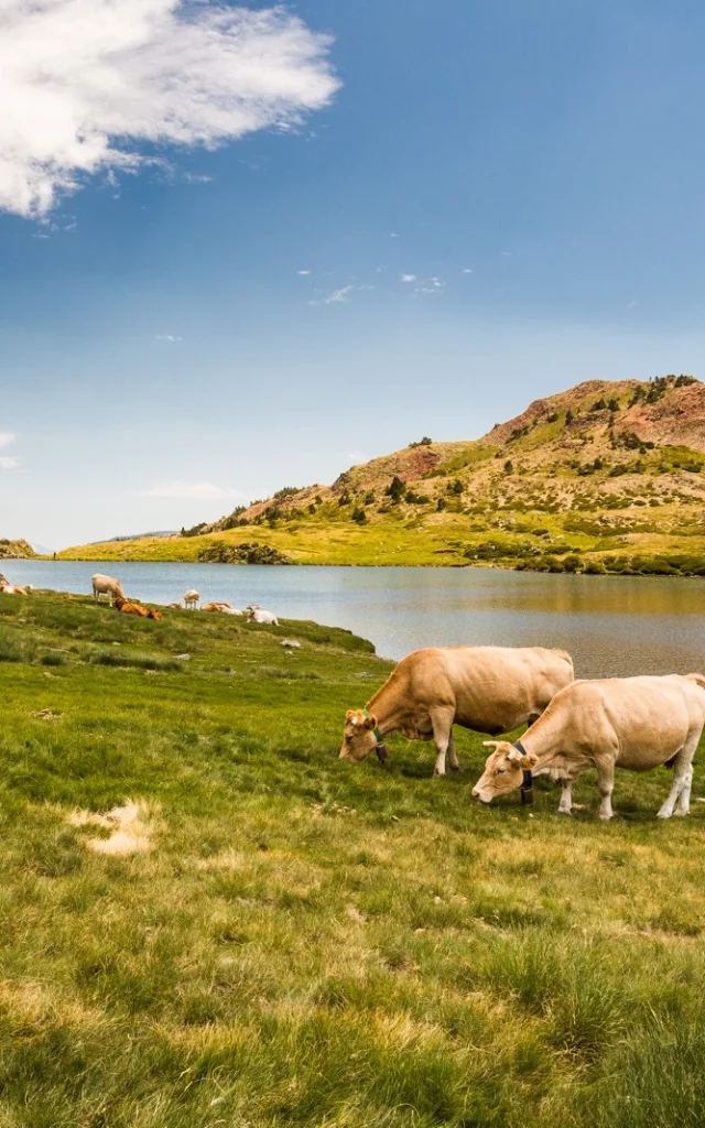 Vaches paissant au bord d’un lac de montagne dans les Pyrénées-Orientales, entouré de collines verdoyantes sous un ciel bleu.
