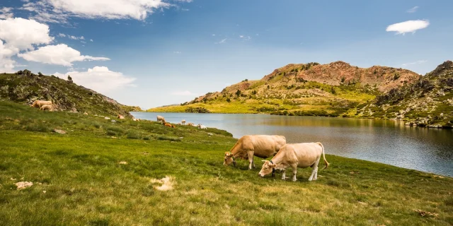 Vaches paissant au bord d’un lac de montagne dans les Pyrénées-Orientales, entouré de collines verdoyantes sous un ciel bleu.