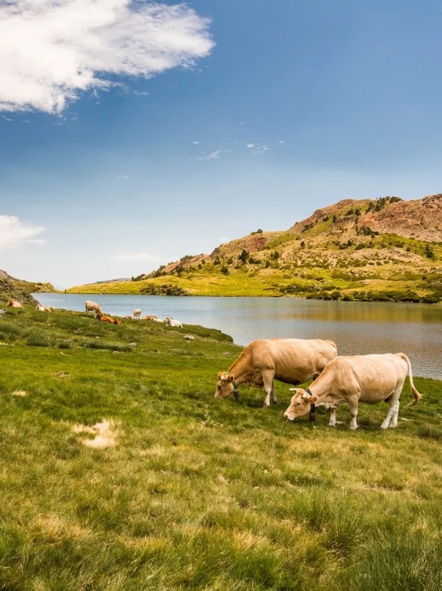 Vaches paissant au bord d’un lac de montagne dans les Pyrénées-Orientales, entouré de collines verdoyantes sous un ciel bleu.