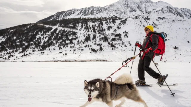 Personne équipée de raquettes tirée par un chien de type husky sur un vaste plateau enneigé, avec les montagnes des Pyrénées-Orientales en arrière-plan.