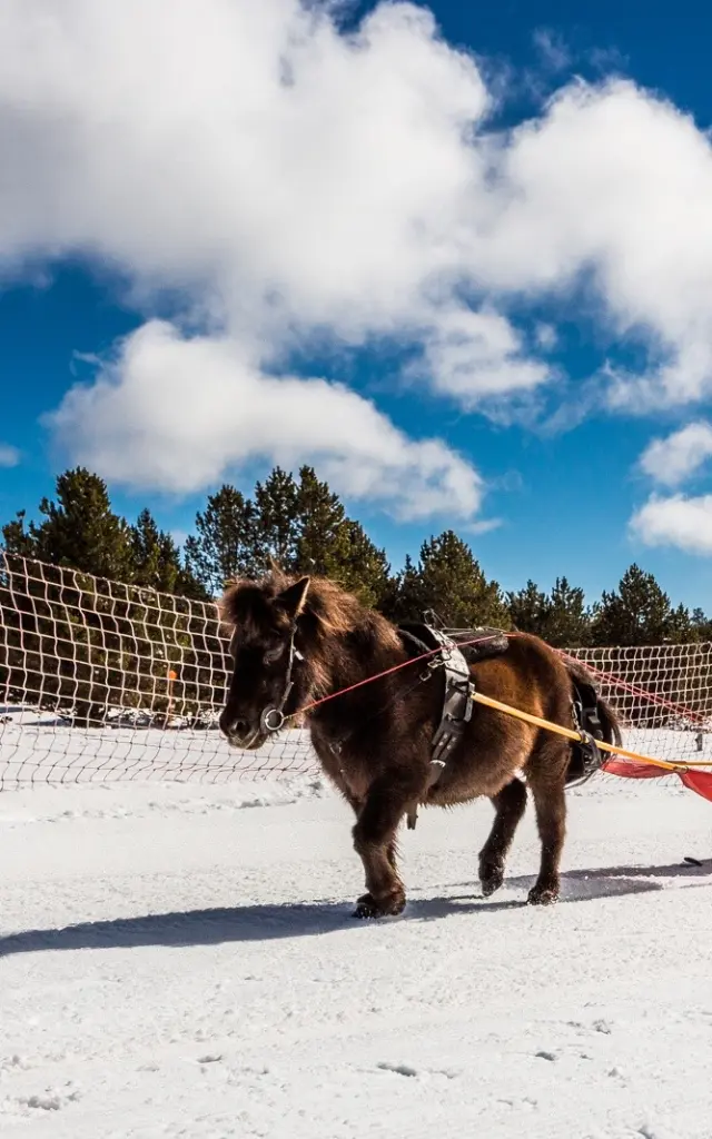 Ski Joring, ski tiré par un cheval à la Calme, ici avec un enfant tiré par un poney.