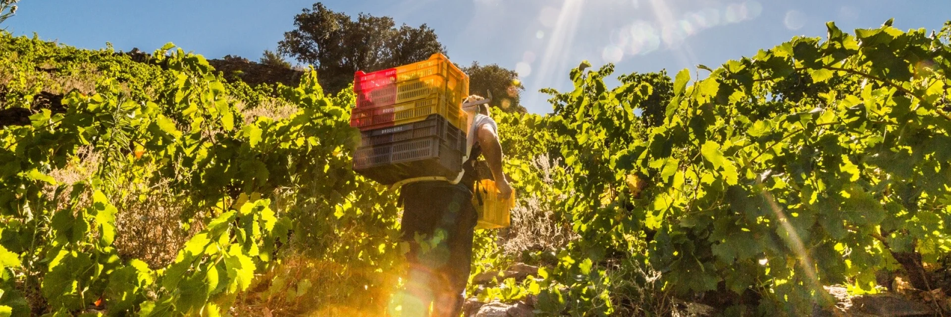 Vendangeur portant des caisses de raisin dans un vignoble en terrasses baigné de soleil, sous un ciel bleu éclatant.