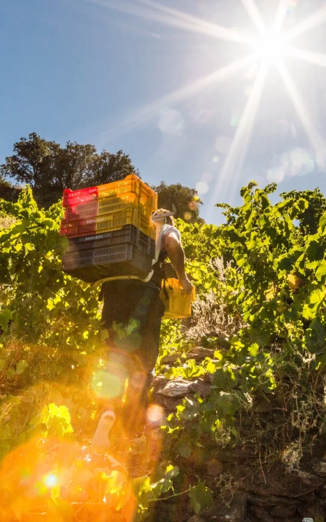 Vendangeur portant des caisses de raisin dans un vignoble en terrasses baigné de soleil, sous un ciel bleu éclatant.