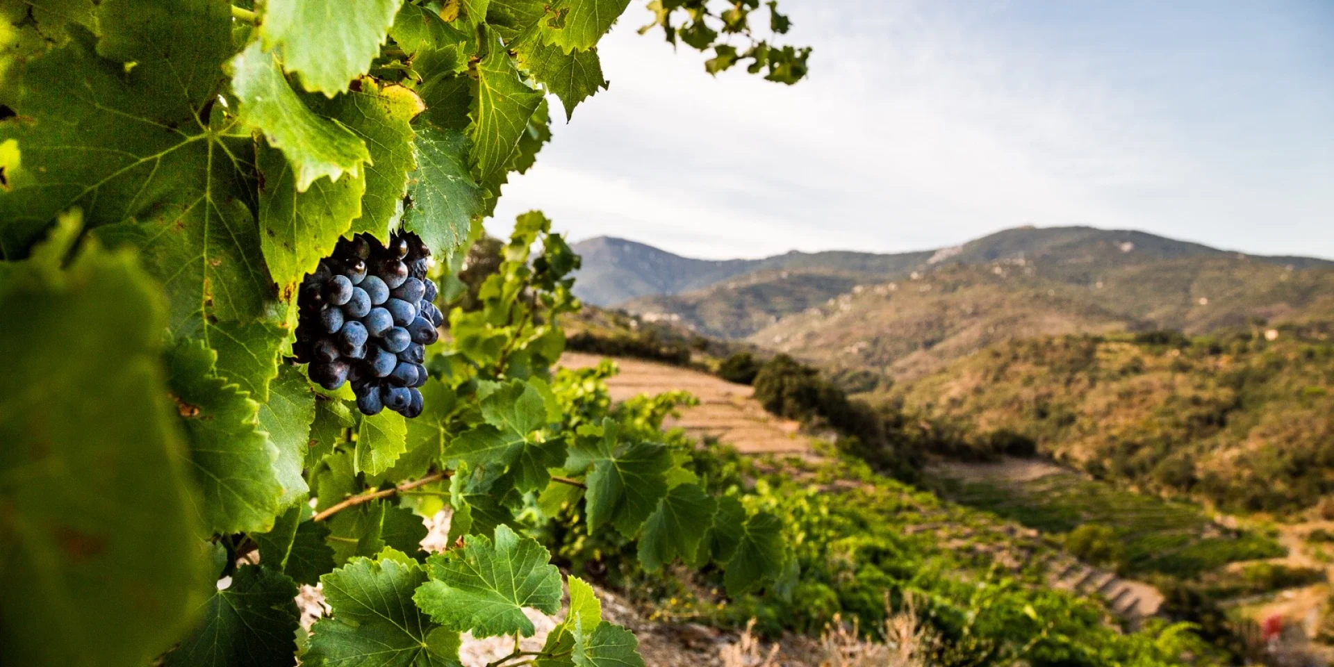 Grappe de raisin noir mûr accrochée à la vigne, dans un paysage vallonné de la Côte Vermeille sous un ciel clair.