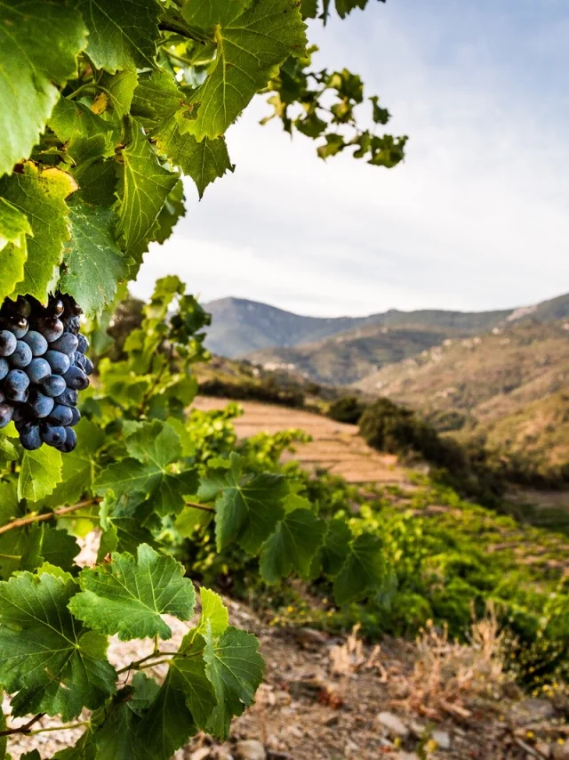 Grappe de raisin noir mûr accrochée à la vigne, dans un paysage vallonné de la Côte Vermeille sous un ciel clair.