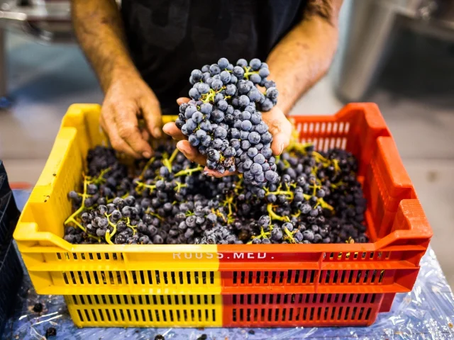 Grappe de raisin noir tenue dans la main d’un vigneron, au-dessus d’une cagette remplie de vendange fraîche.