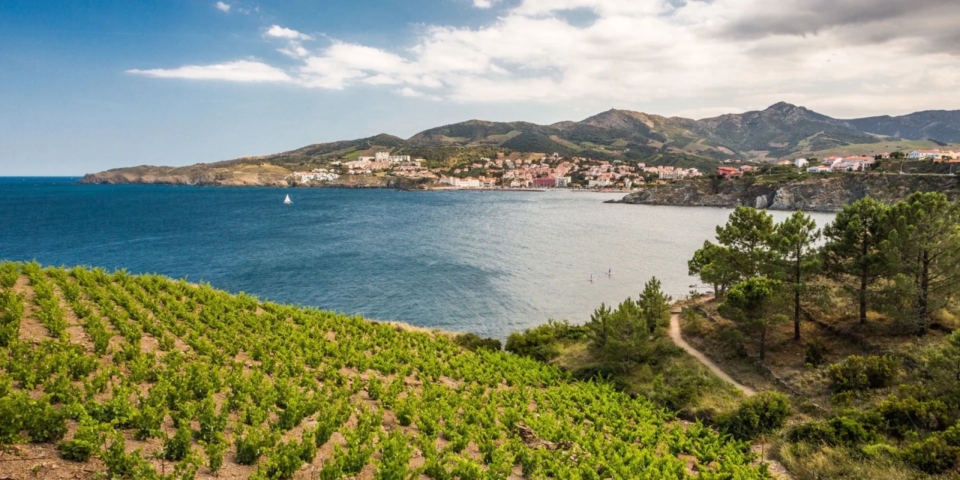 Vignoble en terrasses dominant la mer Méditerranée, avec vue sur la baie et les collines de la Côte Vermeille sous un ciel partiellement nuageux.