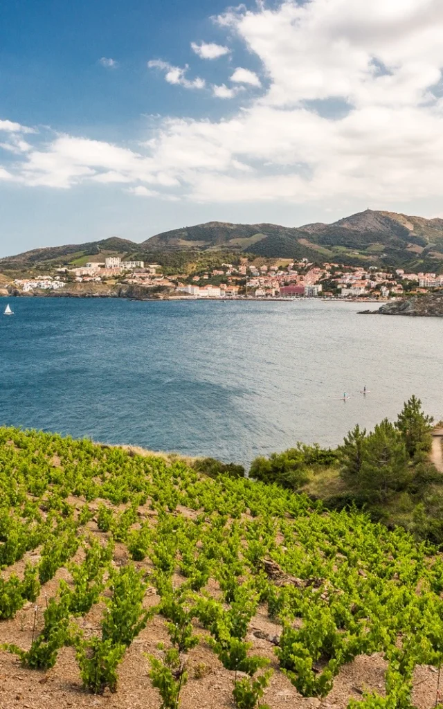 Vignoble en terrasses dominant la mer Méditerranée, avec vue sur la baie et les collines de la Côte Vermeille sous un ciel partiellement nuageux.