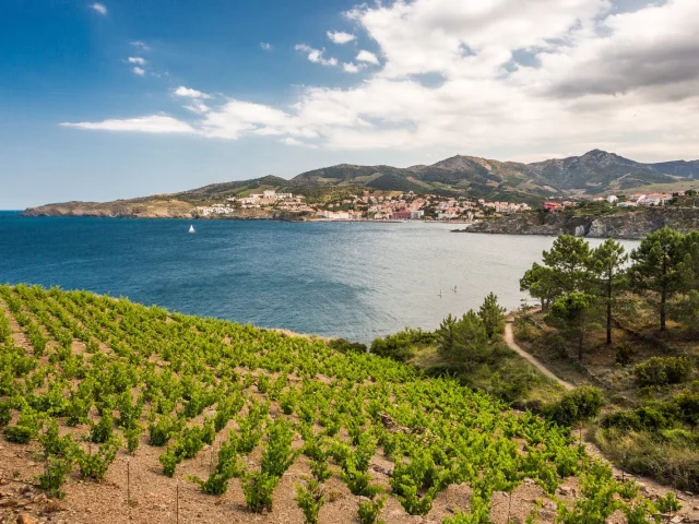 Vignoble en terrasses dominant la mer Méditerranée, avec vue sur la baie et les collines de la Côte Vermeille sous un ciel partiellement nuageux.