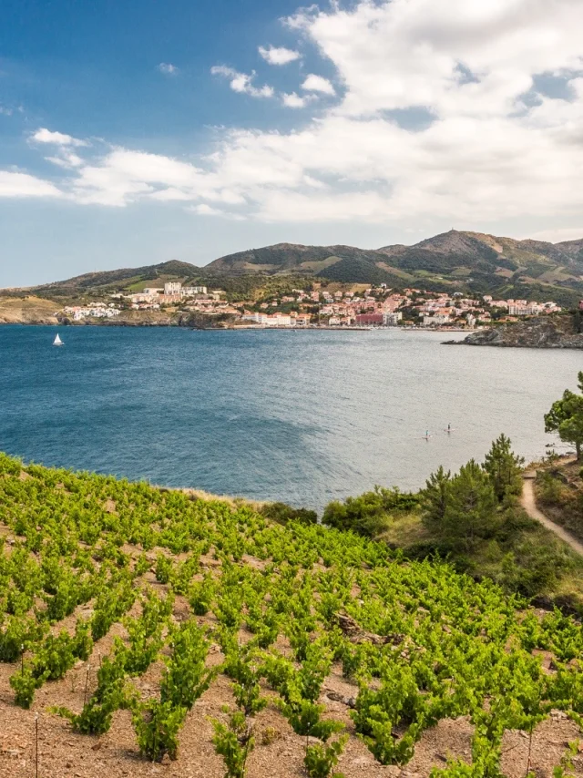 Vignoble en terrasses dominant la mer Méditerranée, avec vue sur la baie et les collines de la Côte Vermeille sous un ciel partiellement nuageux.