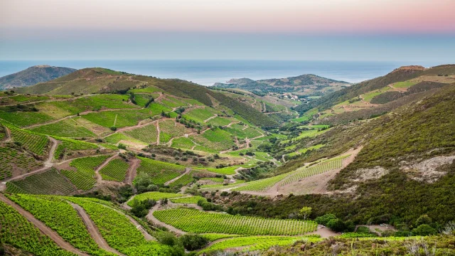 Paysage de vignes en terrasses verdoyantes s’étendant dans les vallées de la Côte Vermeille, avec la Méditerranée à l’horizon sous un ciel pastel.