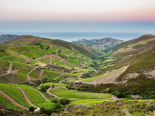 Paysage de vignes en terrasses verdoyantes s’étendant dans les vallées de la Côte Vermeille, avec la Méditerranée à l’horizon sous un ciel pastel.