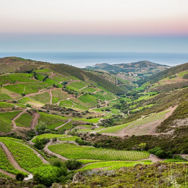 Paysage de vignes en terrasses verdoyantes s’étendant dans les vallées de la Côte Vermeille, avec la Méditerranée à l’horizon sous un ciel pastel.
