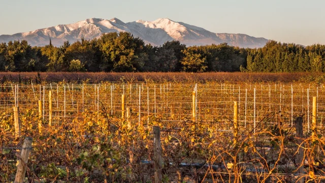 Vignes dorées par le soleil d’automne avec, en arrière-plan, le massif du Canigó enneigé sous un ciel clair.