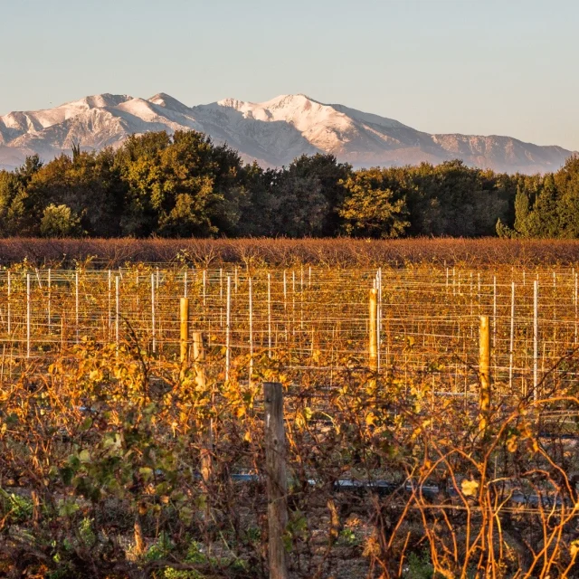 Vignes dorées par le soleil d’automne avec, en arrière-plan, le massif du Canigó enneigé sous un ciel clair.