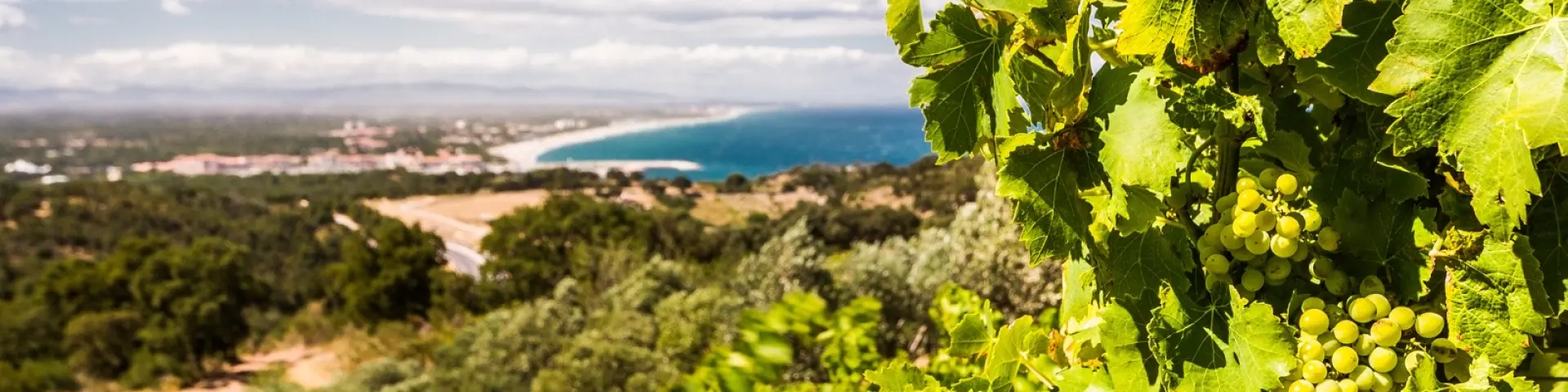 Grappe de raisin blanc mûrissant sur une vigne dominant la Méditerranée, avec vue sur la côte sablonneuse et le littoral des Pyrénées-Orientales.