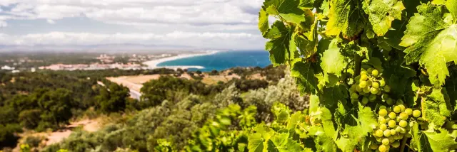 Grappe de raisin blanc mûrissant sur une vigne dominant la Méditerranée, avec vue sur la côte sablonneuse et le littoral des Pyrénées-Orientales.