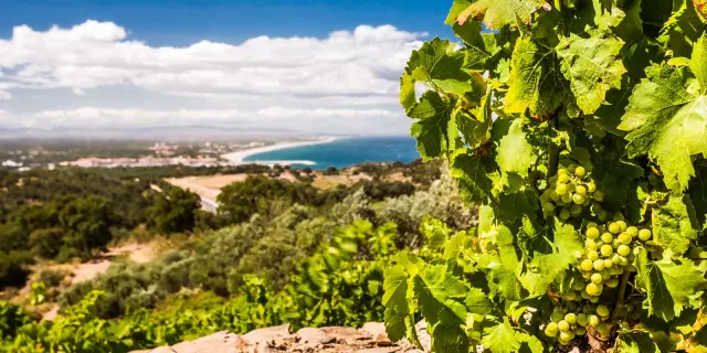 Grappe de raisin blanc mûrissant sur une vigne dominant la Méditerranée, avec vue sur la côte sablonneuse et le littoral des Pyrénées-Orientales.