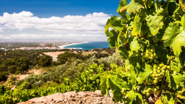 Grappe de raisin blanc mûrissant sur une vigne dominant la Méditerranée, avec vue sur la côte sablonneuse et le littoral des Pyrénées-Orientales.