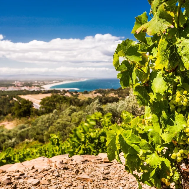 Grappe de raisin blanc mûrissant sur une vigne dominant la Méditerranée, avec vue sur la côte sablonneuse et le littoral des Pyrénées-Orientales.