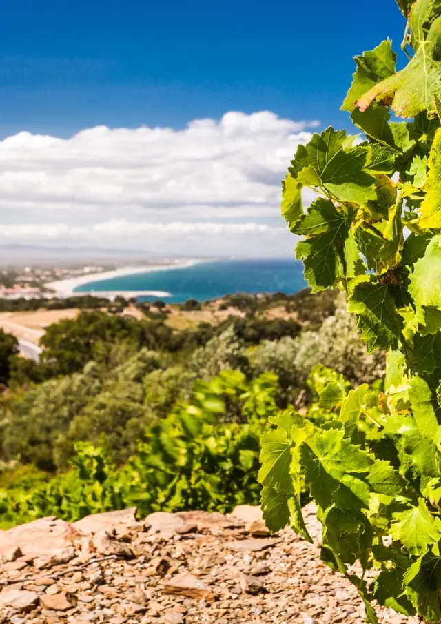 Grappe de raisin blanc mûrissant sur une vigne dominant la Méditerranée, avec vue sur la côte sablonneuse et le littoral des Pyrénées-Orientales.