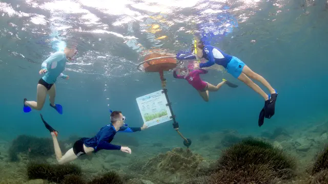 Groupe de personnes en palmes et tuba observant un panneau d’information sous-marin le long d’un sentier de découverte, dans une eau claire.